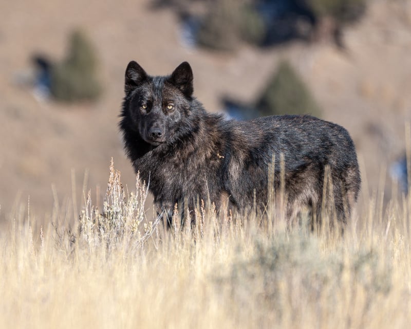 Yellowstone Private Wildlife Safari