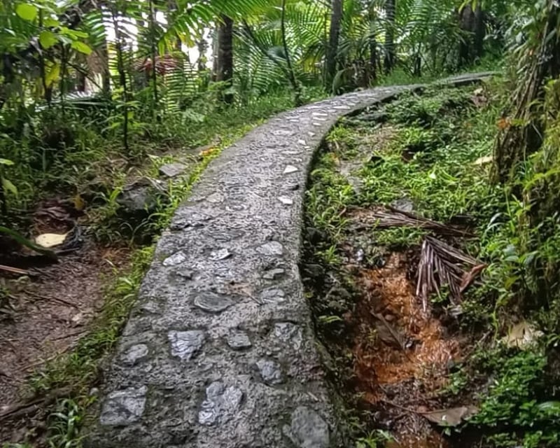 El Yunque National Forest Guided Tour