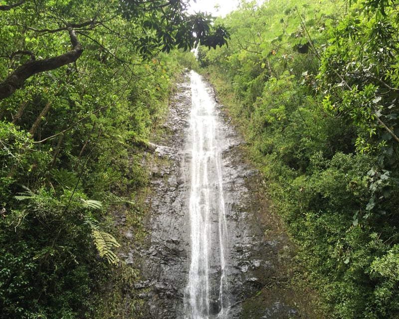 Guided Mānoa Falls Rainforest Hike from Waikiki