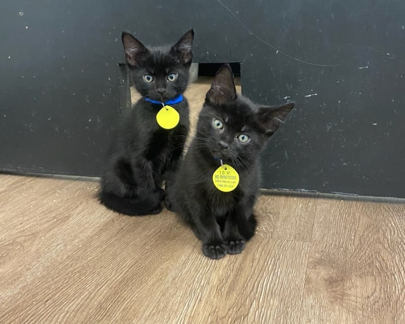 Kids Day Cat Lounge Visit in Puyallup for All Ages