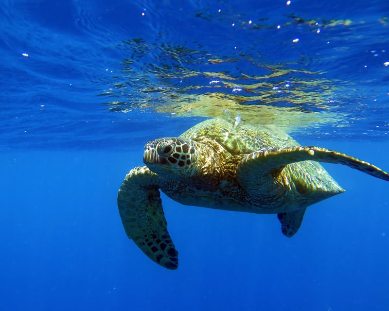 Guided Turtle Canyon Snorkel Tour off Waikiki