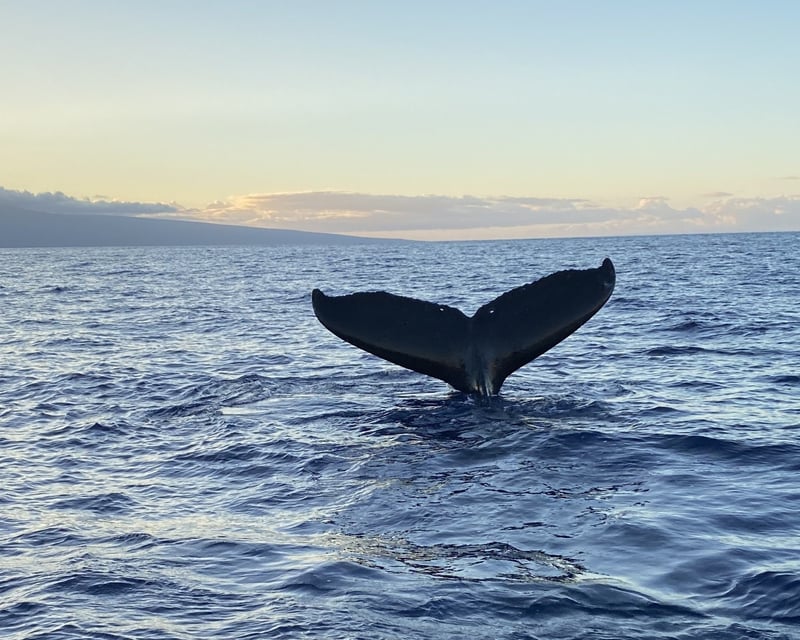 Private Whale Watching & Wildlife Charter in Kailua-Kona