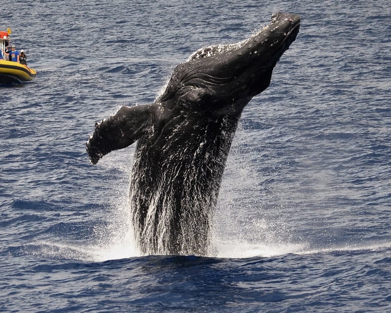 2-Hour Whale Watching Cruise in Lahaina