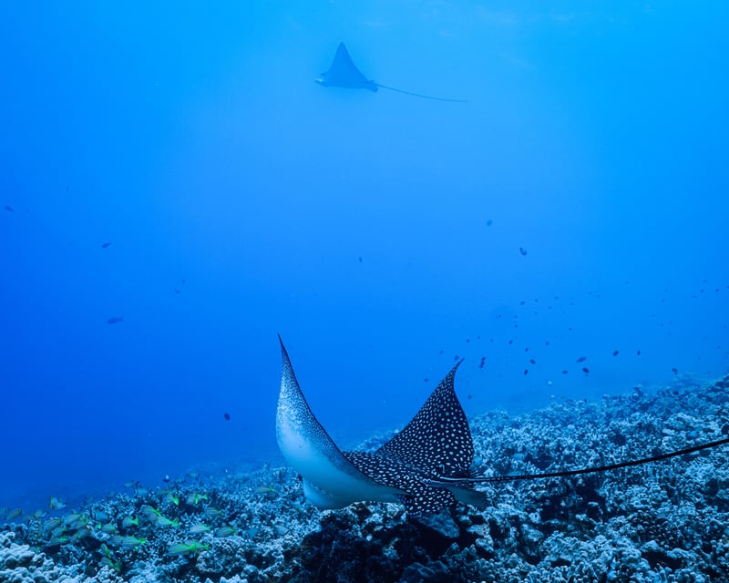 Kona Aquatic Safari Snorkel Cruise
