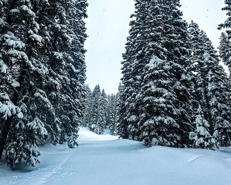 Family-Friendly Guided Snowmobile Tour on Grand Mesa
