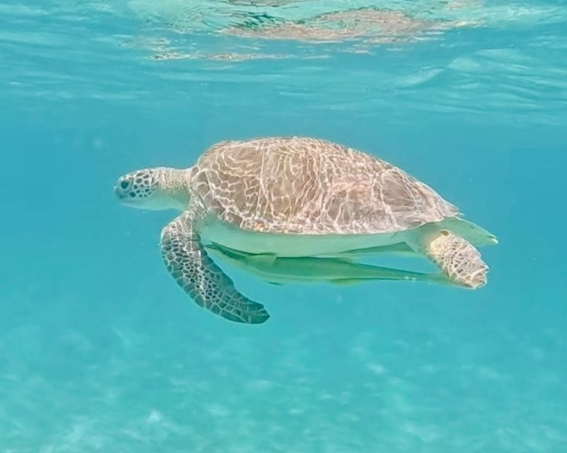 UTV & 2-Beach Snorkeling Tour in St. Thomas