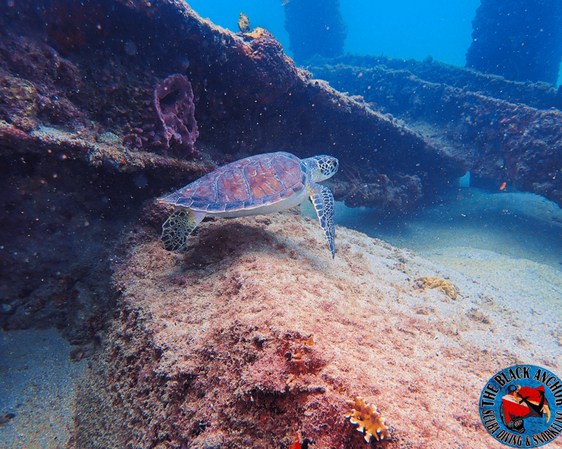 Two-Tank Guided Dive at Crash Boat Beach