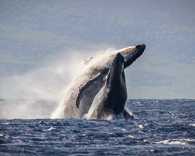 Winter Whale Watching Cruise in Ka'anapali