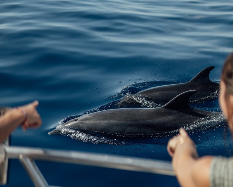 Dolphin Search Cruise in Lahaina