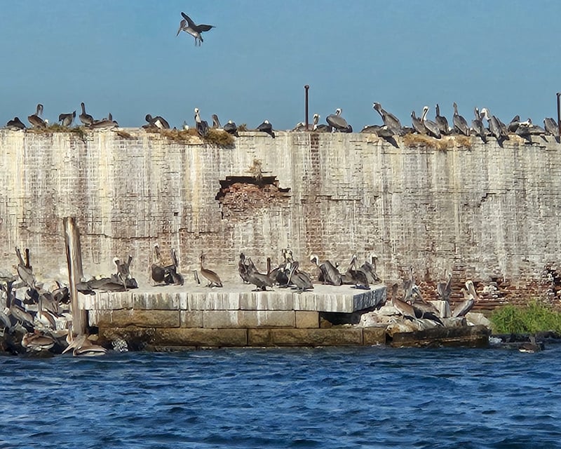 Private Marine Biologist Nature Boat Tour in Charleston