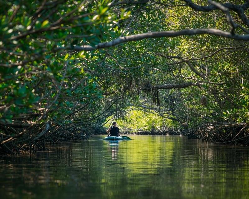 Guided Mangrove Tunnel Kayak Tour at Lido Key