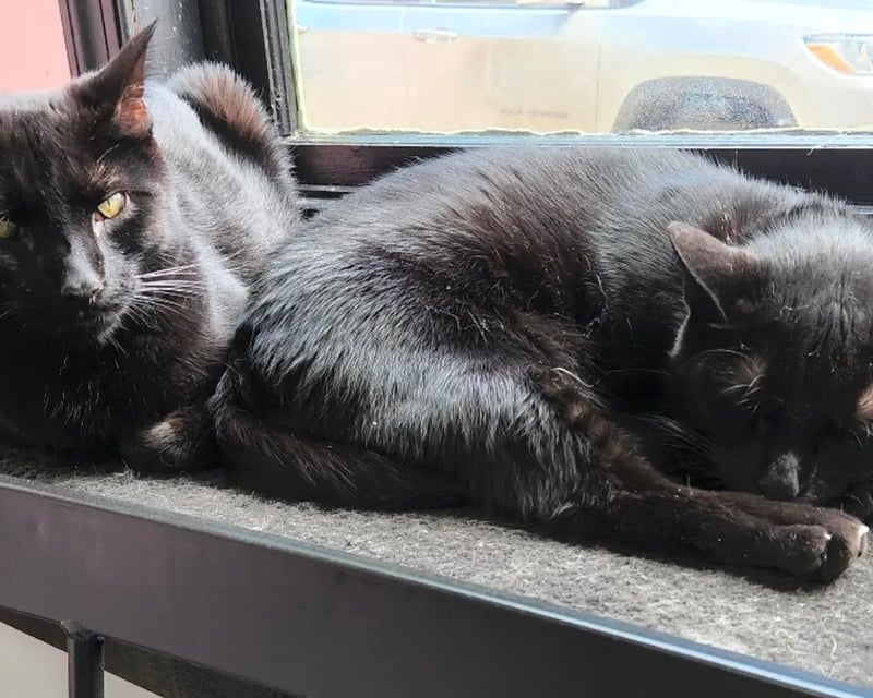 Cat Café Session with Rescue Cats in Beacon, NY