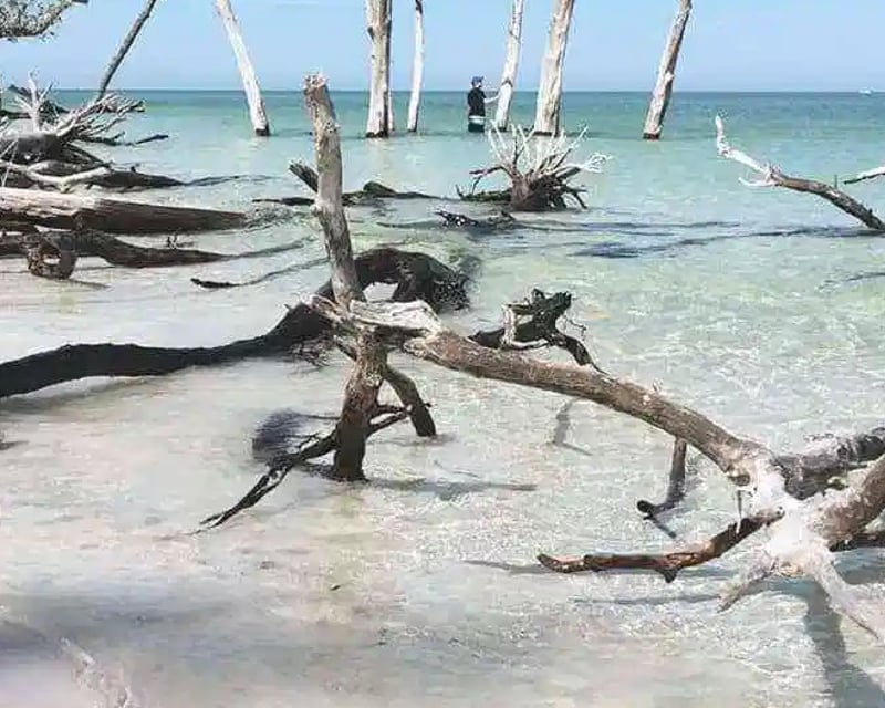 Naturalist-Guided Kayak Tour in Longboat Key
