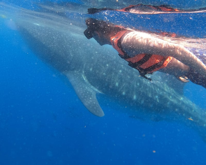 Whale Shark Swim Tour in Cancun