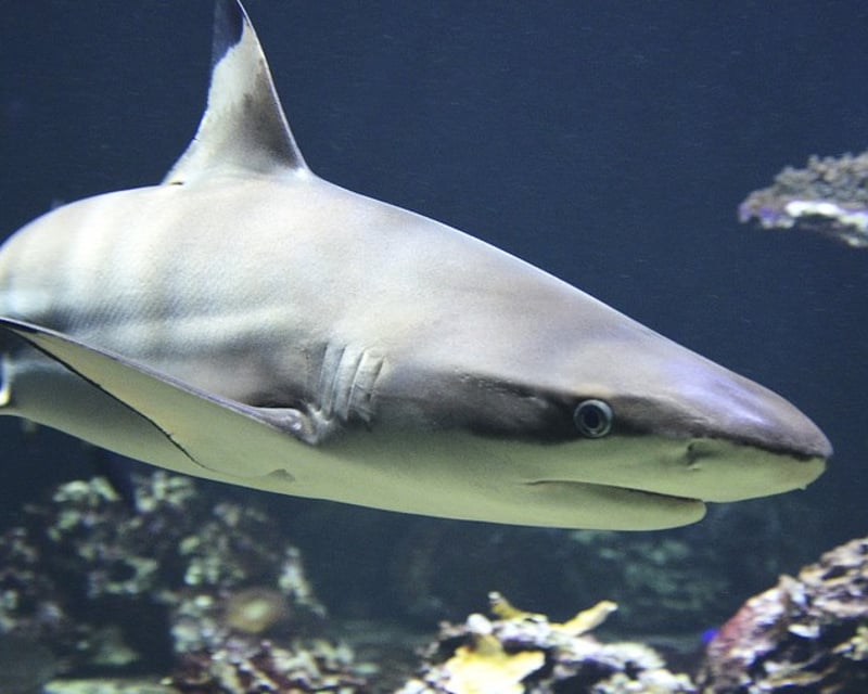 Private Shark Fishing Charter in Destin