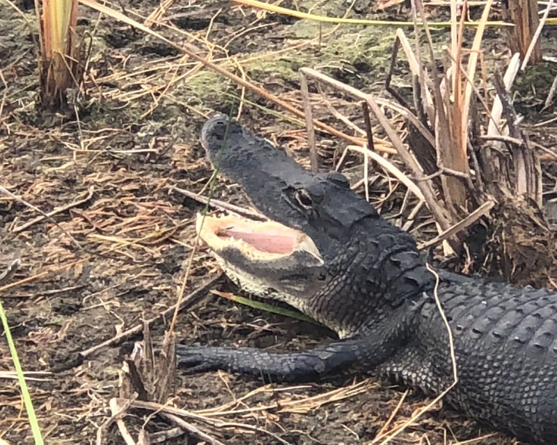 2-Hour Everglades Airboat Tour