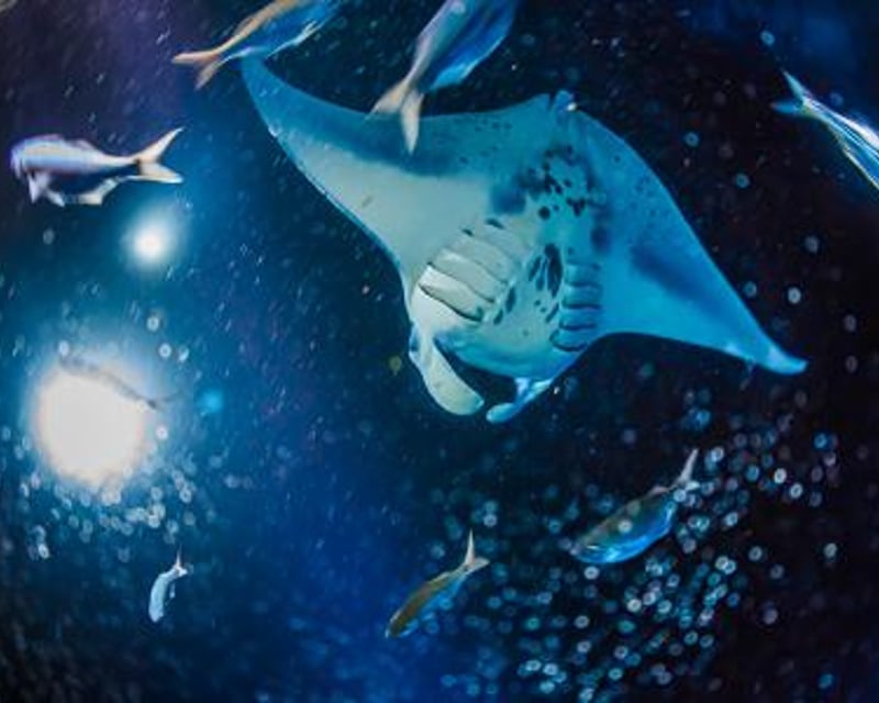 Manta Ray Night Snorkel & Dive Charter in Kona