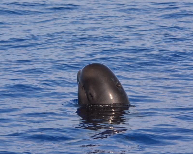 Marine Wildlife Tour in Kailua-Kona