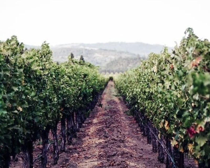 Napa & Sonoma Wine Tour With a Driver for Your Own Car