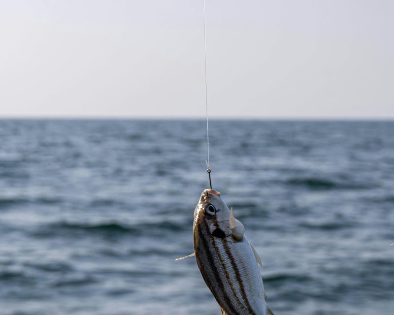 Sunset Fishing Charter in Key West