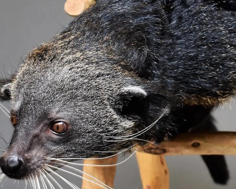 Private Binturong Meet & Greet at Downtown Aquarium Denver