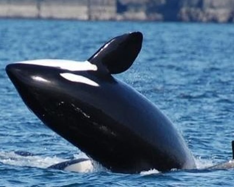 Deer Harbor Whale Watching with Naturalists