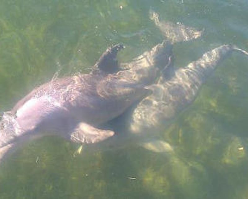 Dolphin & Mangrove Kayak or Paddleboard Tour in Key Largo