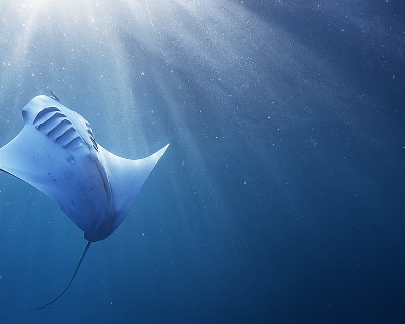 Manta Ray Night Snorkel Tour in Kailua-Kona