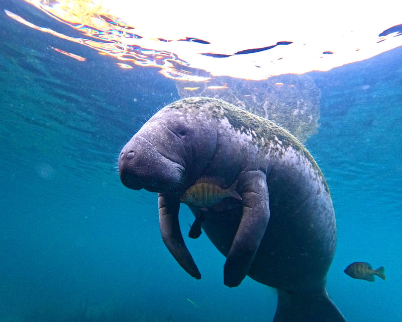Family-Friendly Swim With Manatees Tour in Crystal River