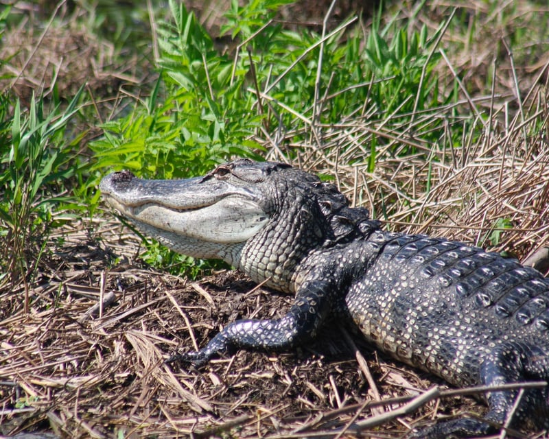 Everglades Day Safari with Airboat Ride from Naples