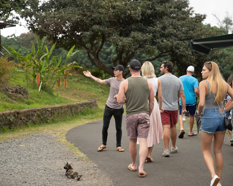 Guided Kona Coffee Farm Tour in Holualoa