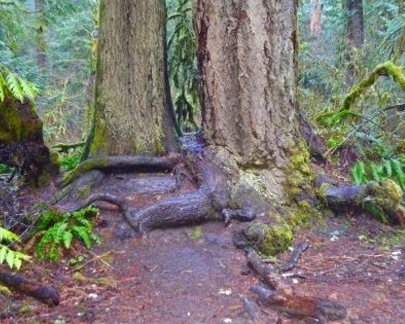 Guided 12-Hour Olympic National Park Tour