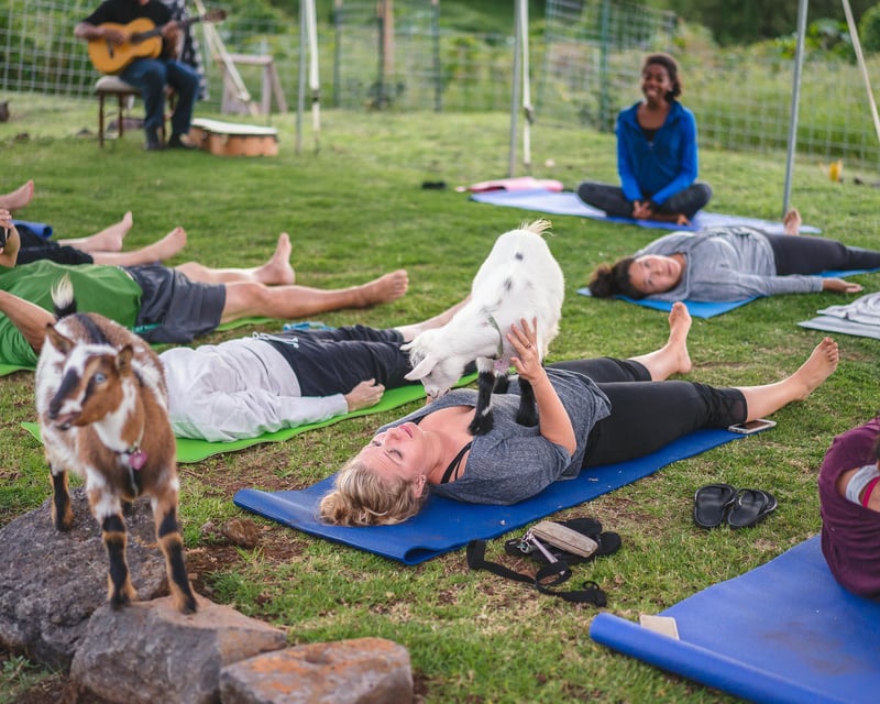 Miniature Goat Yoga Class in Kula, Maui