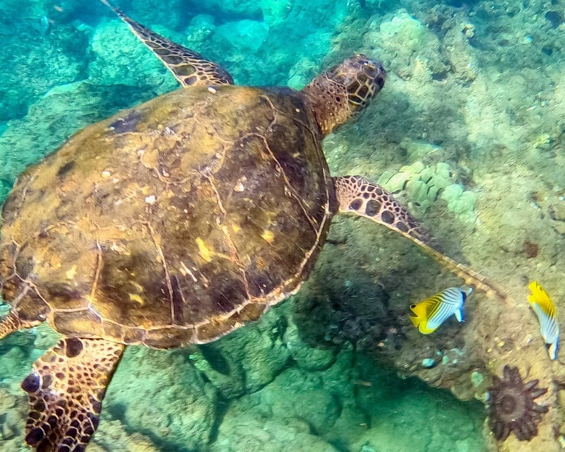Guided Snorkeling for Non-Swimmers at Wailea Beach, Maui