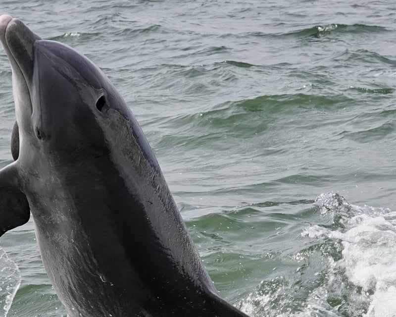 Dolphin & Snorkeling Charter in Bradenton Beach
