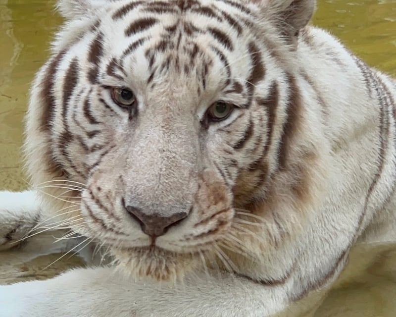 Private Animal Interaction Tour in Naples