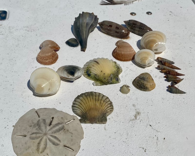 Emerald Isle Custom Eco Tour
