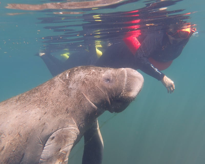 Private Swim With Manatees Tour in Homosassa