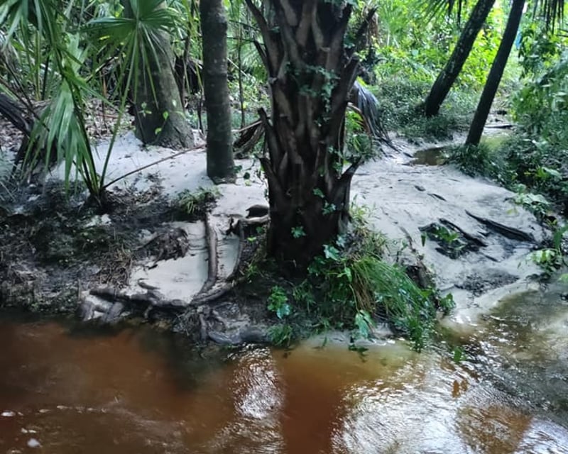 Private Guided Creek Sifting Tour in Gainesville