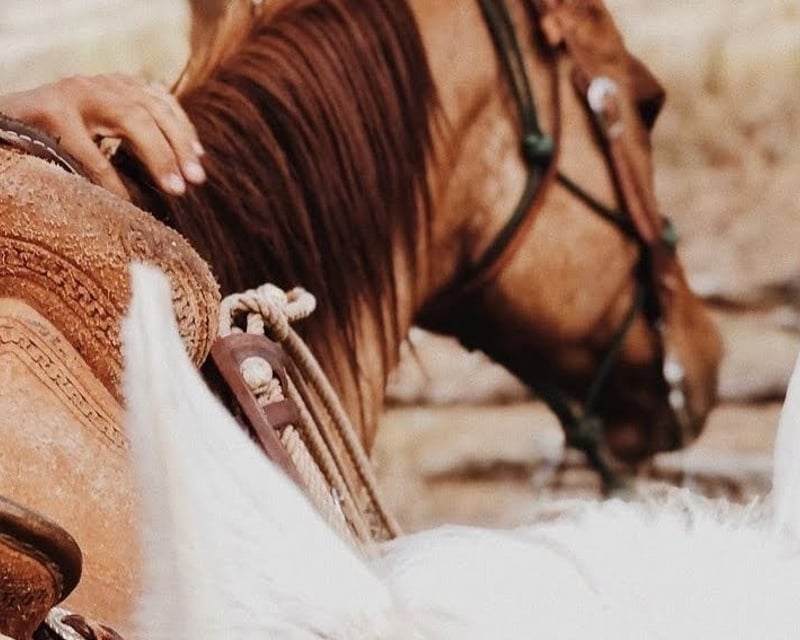 Hand-Led Horse Visit for Your Event in Heber City
