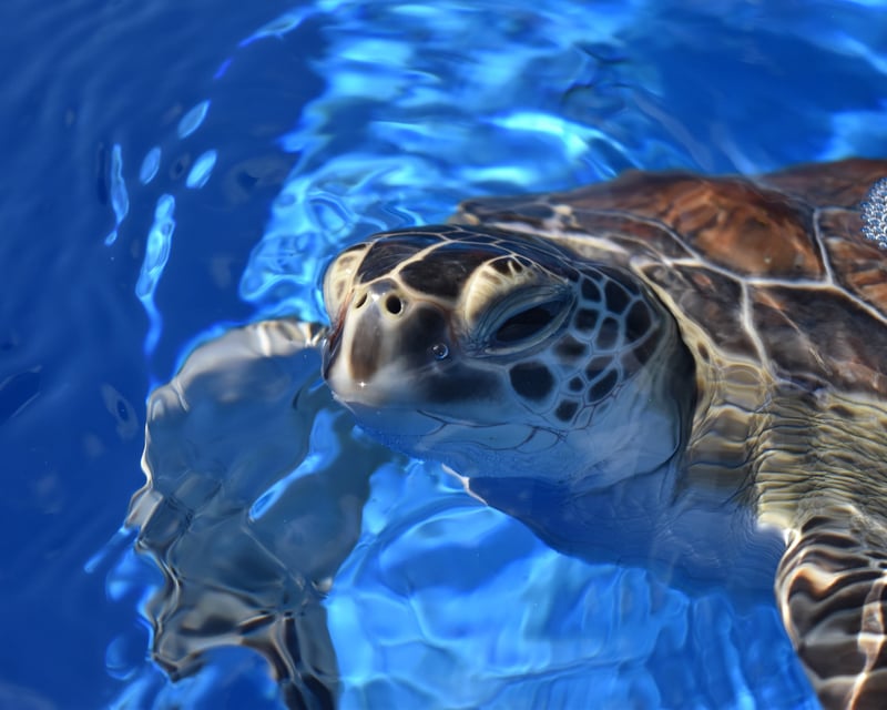 Sea Turtle Rescue Center Tour in Juno Beach