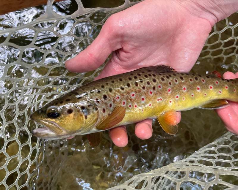 Fly Fishing Wade Trips in Blue Ridge Mountains