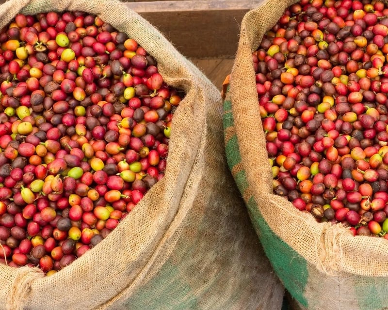 Farm-to-Cup Coffee Tour Near Hawaiʻi Volcanoes National Park