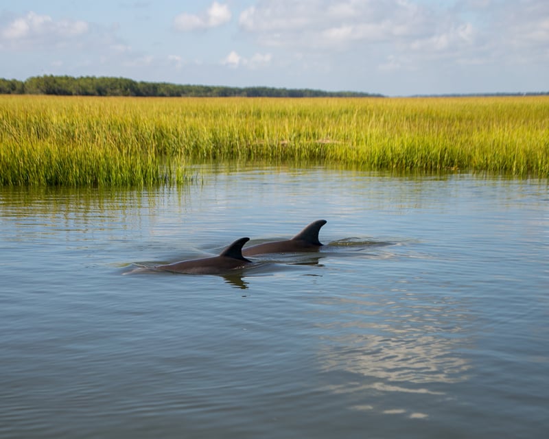 Kayak Dolphin Lookout Tour at Hunting Island