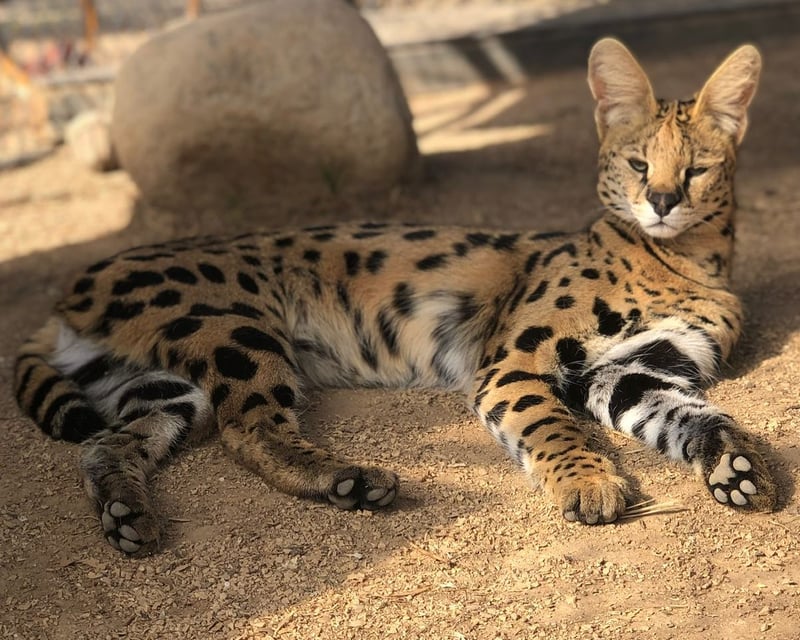 Lynx & Serval Encounter in Bonsall
