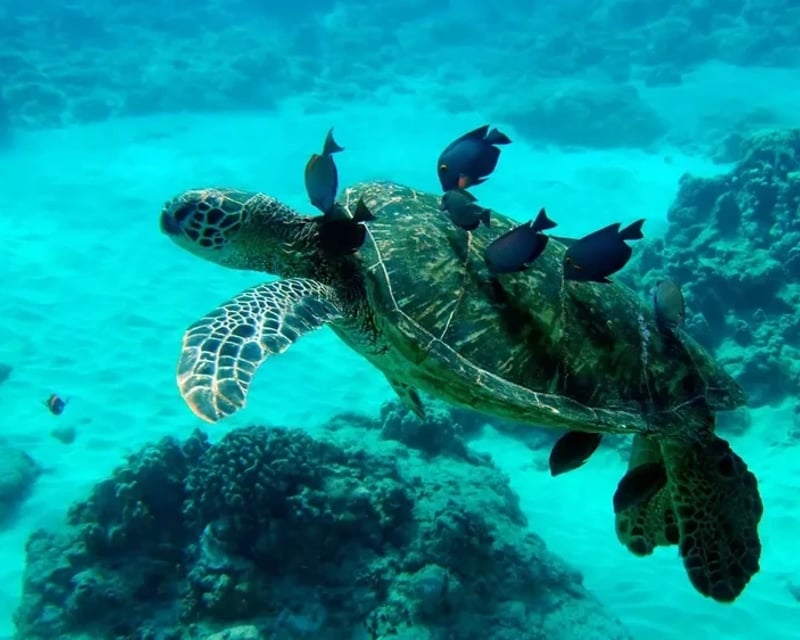 Private Naturalist-Led Wildlife Charter in Waianae, Oahu