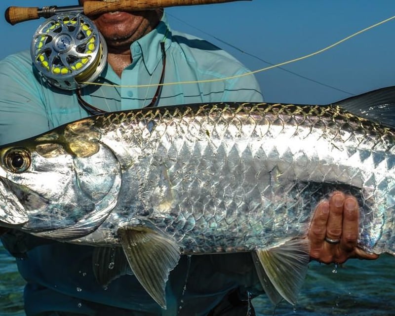 Tarpon Fishing Charter in Carolina
