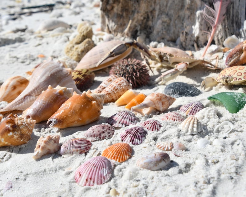 Keewaydin Island Shelling Cruise with Biologist Guide