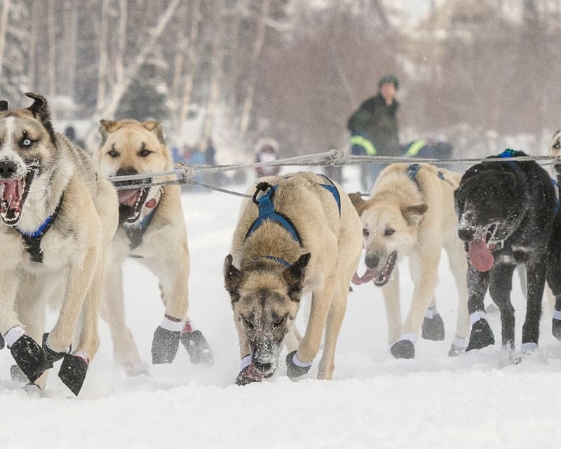 Guided Dog Sled Ride with Alaskan Huskies