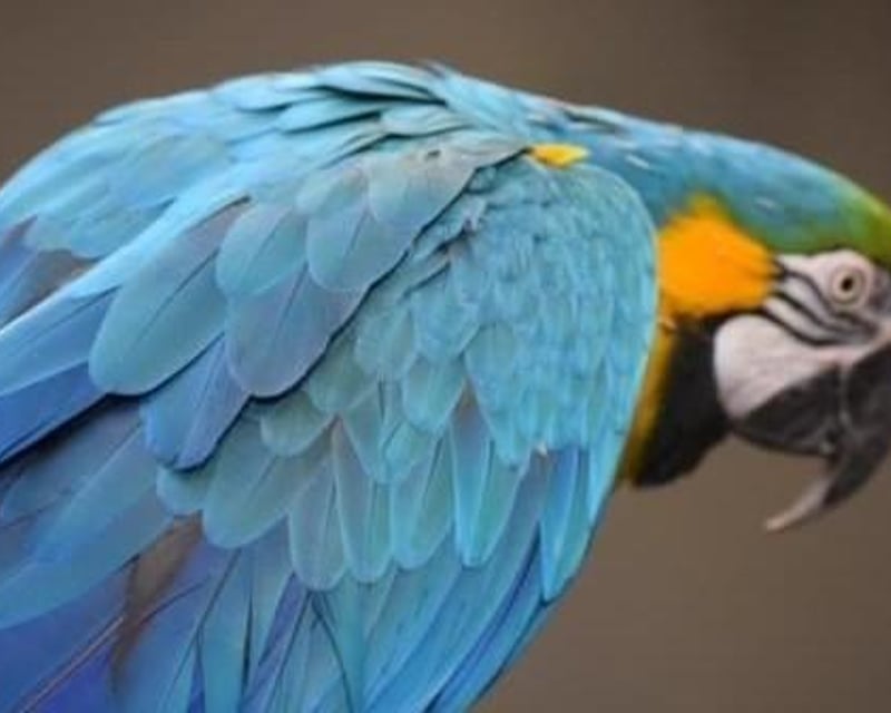 Private Parrot Meet & Greet at Downtown Aquarium Denver